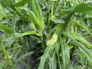 とうもろこし、7月の終わり頃から出荷です。今年も道の駅・露店販売やります。