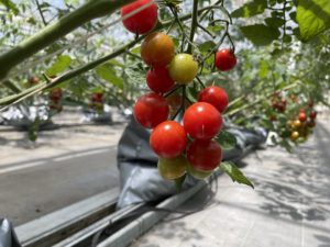 トマト、道の駅「どんぐりの里いなぶ」にて出荷秒読み